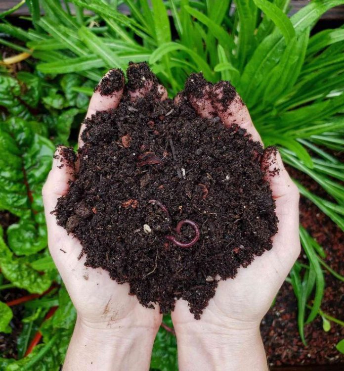 Easy Ways to Make Your Plants Grow Well Using Compost HomesFornh