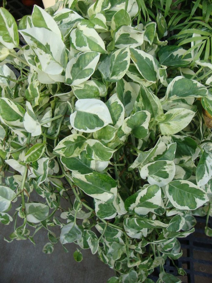 Tropical Ornamental Plant Ideas for Your Home Garden HomesFornh