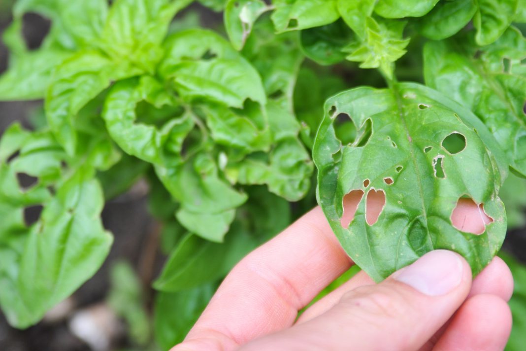 5 Simple Methods for Pests Control to Protect Plant in Your Home Garden