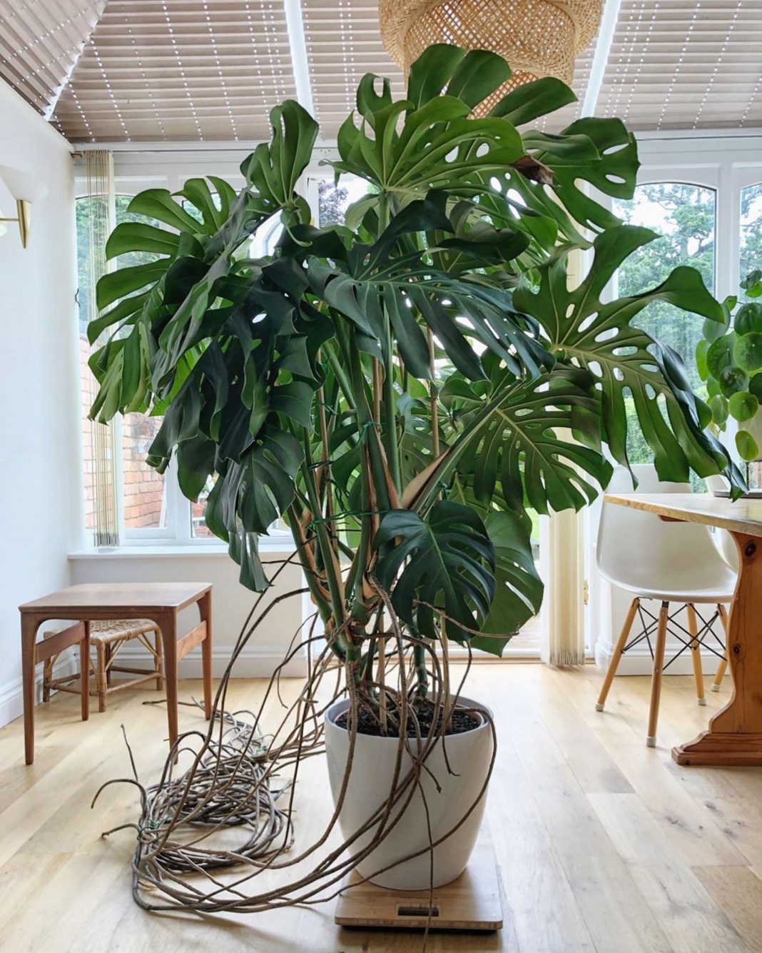 Monstera Deliciosa How to Care for and Thrive It in Your Home
