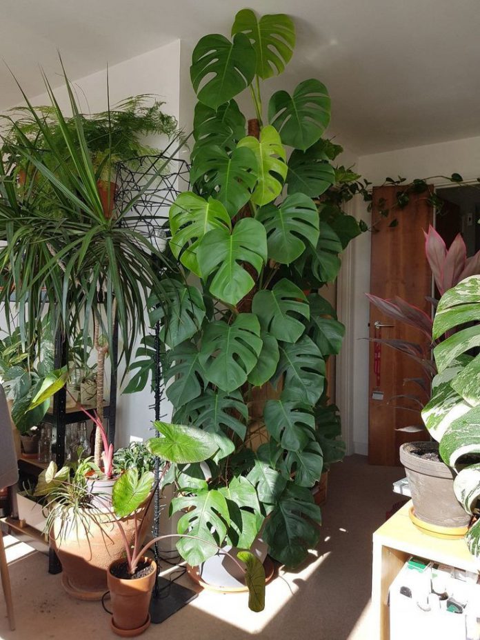 Monstera Deliciosa How to Care for and Thrive It in Your Home