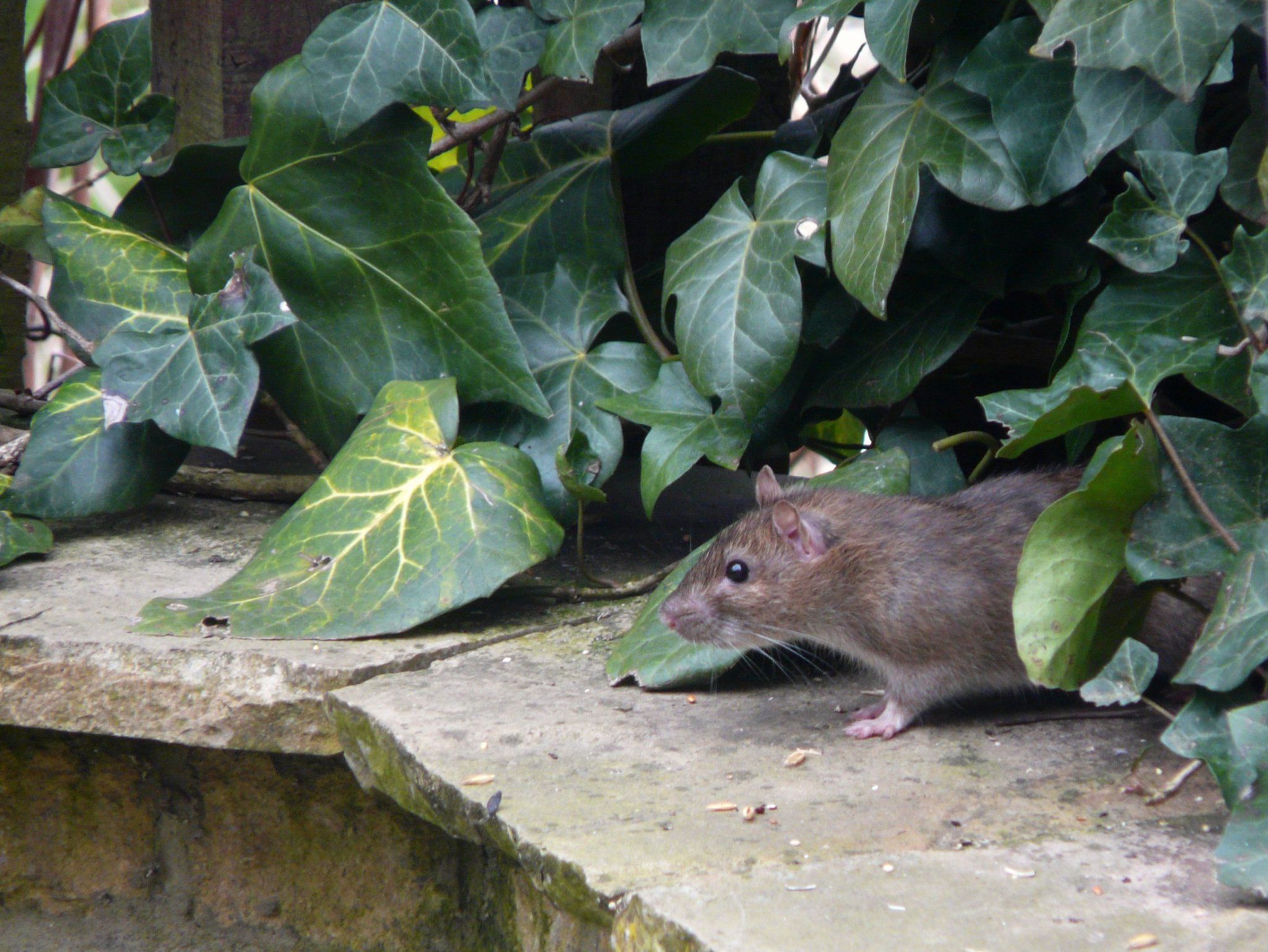 DIY Homemade Rats Repellent Sprays for Your Home Garden