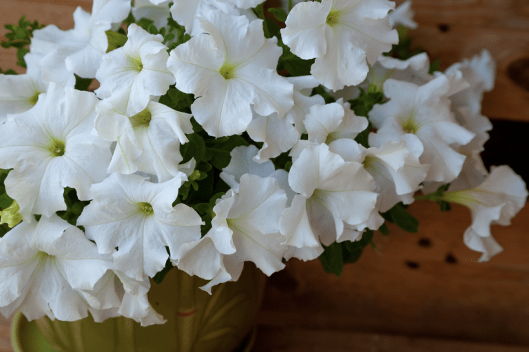 20 White Flowers and Night Blooming Plants for Your Moon Garden