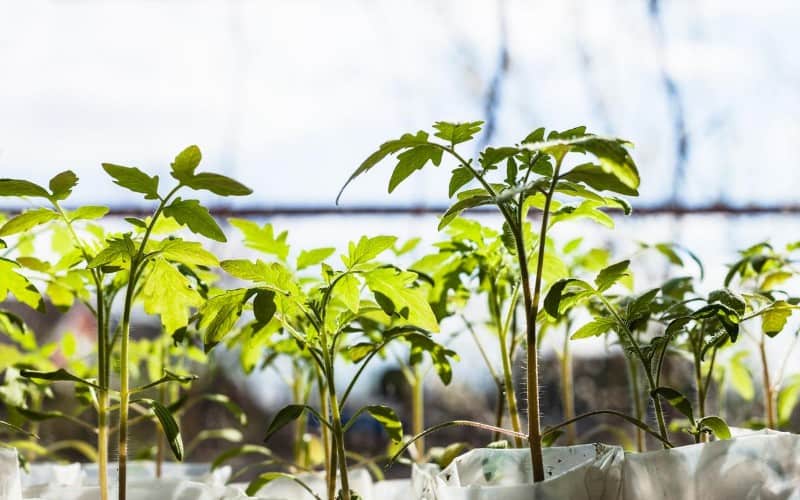 All About Tomato Plants Easy Ways to Plant and How to Care for Them