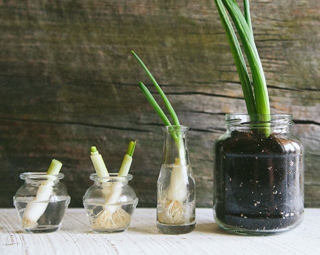 Easy Ways to Grow Garlic from Its Scraps in Your Home HomesFornh