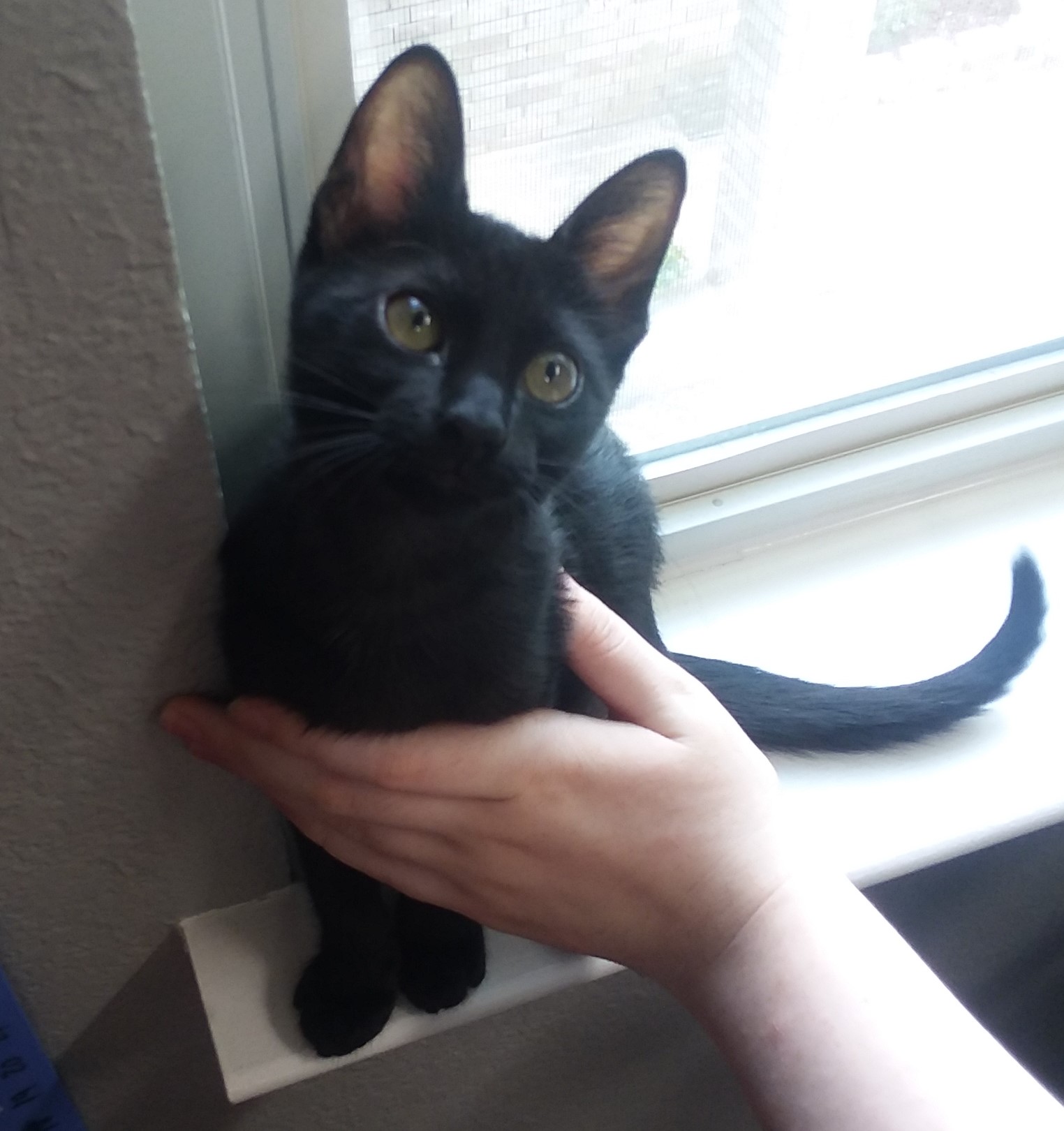 Ava (A45326753) Homes for Pets