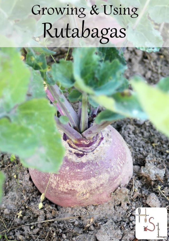 Growing and Using Rutabagas Homespun Seasonal Living