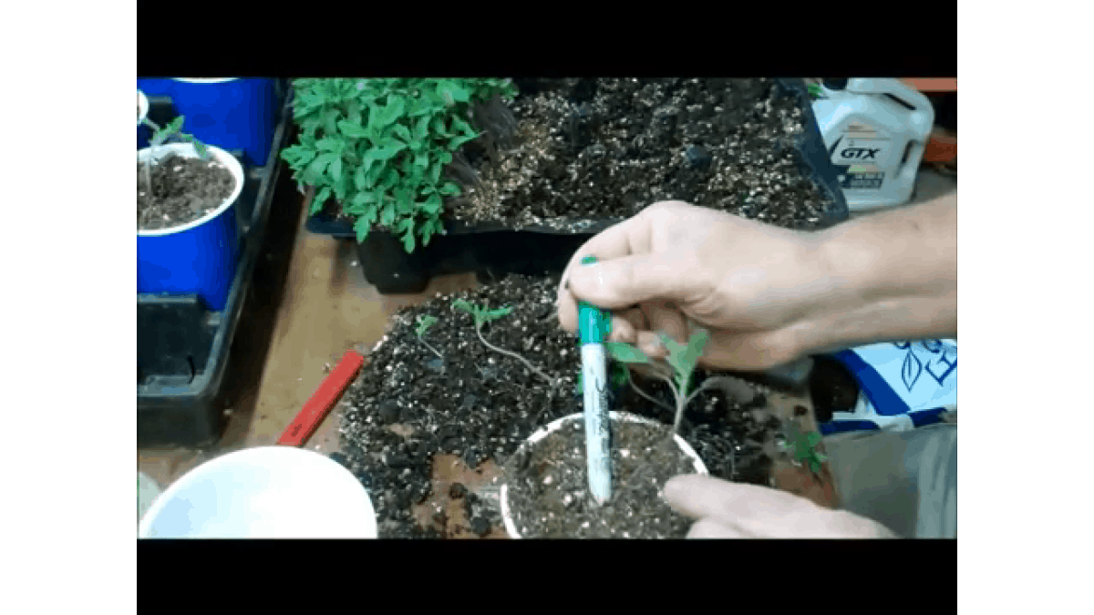 Growing Vegetable Seedlings For Profit A Homestead Stream Homestead Advisor