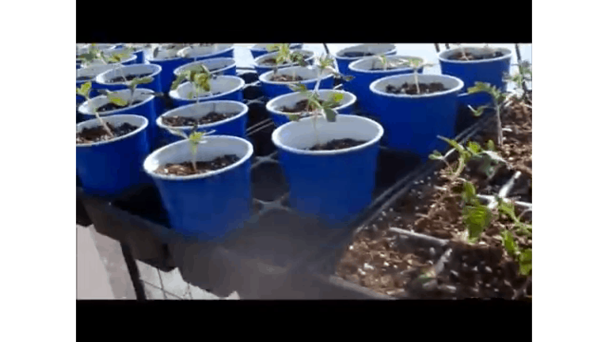 Growing Vegetable Seedlings For Profit A Homestead Stream Homestead Advisor