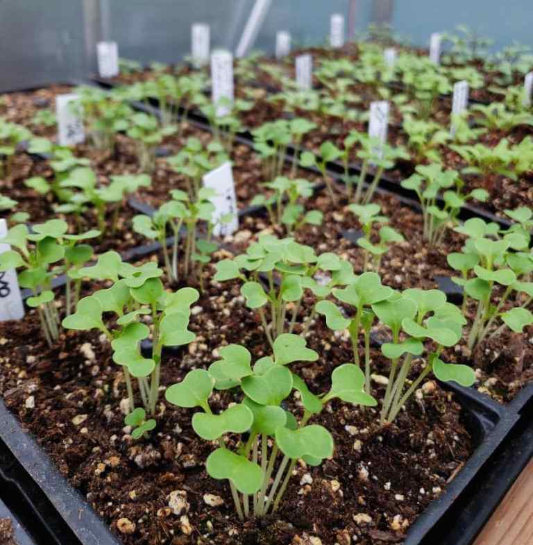 Seed Starting 101 How to Sow Seeds Indoors Homestead and Chill