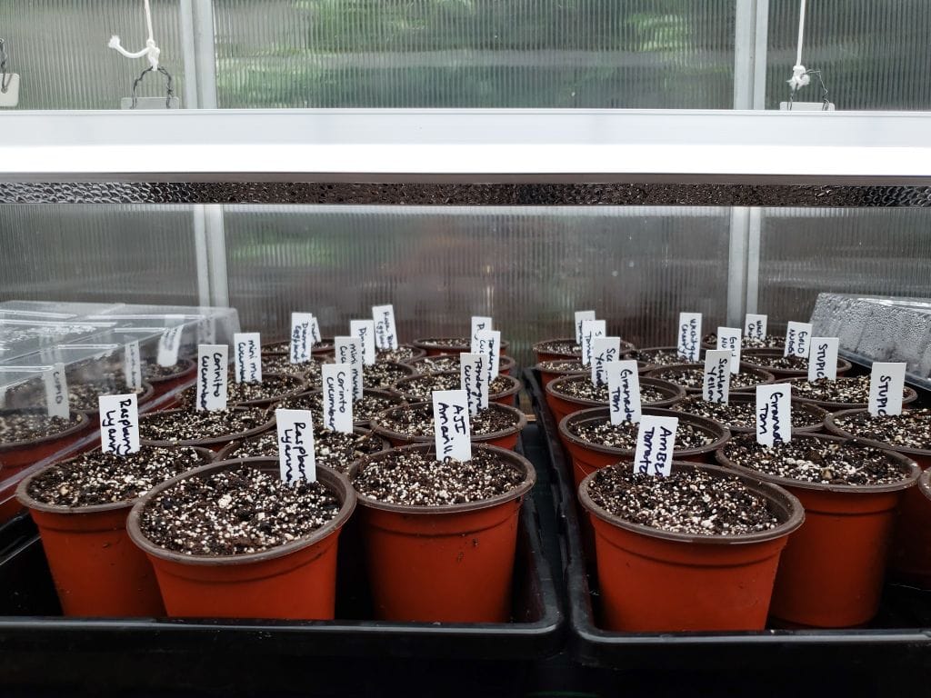 Seedling trays are full of 4 inch pots that contain seed starting soil mix. Seeds have been sown in each of the pots and are awaiting germination.