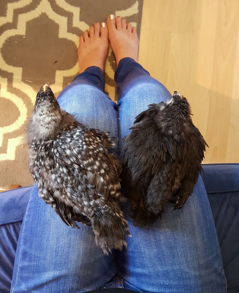 Two chicks sitting on a lap. They're several weeks old and are getting their real feathers, though they still have some baby down sticking out. One is perched on each knee. One if black and white, and one is mostly black and with face. 