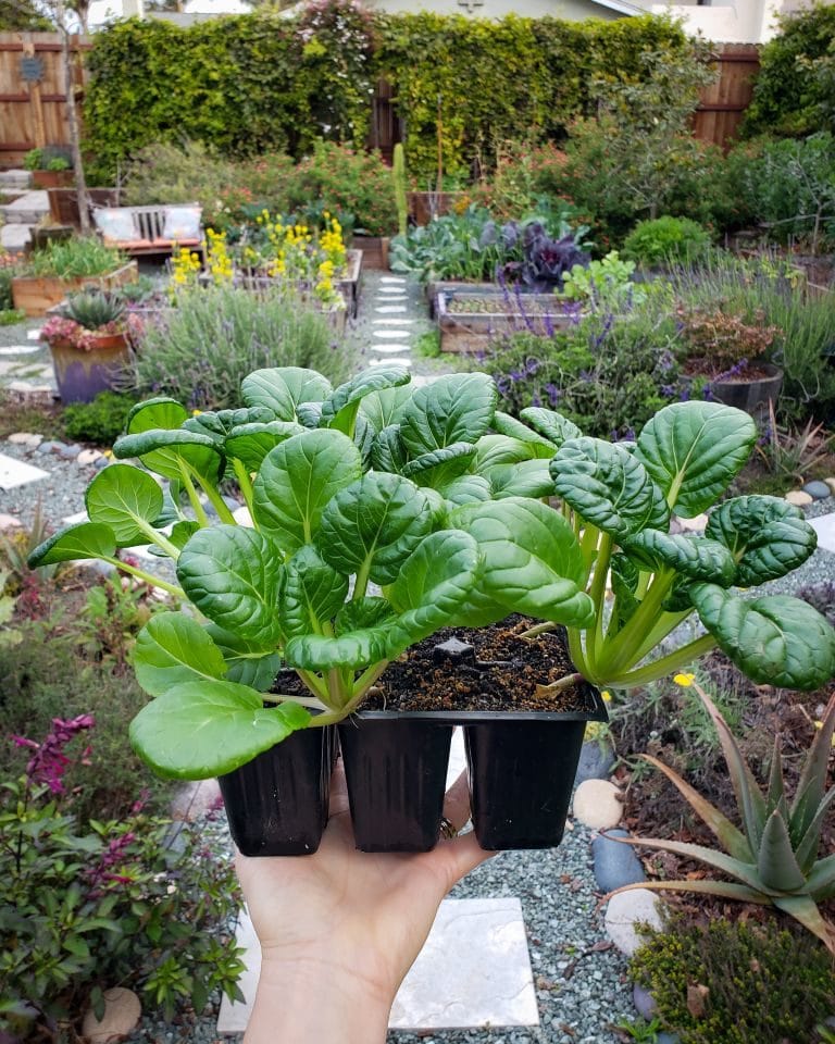 A hand is holding a six cell seedling pack with young seedlings growing in it. Beyond is a large garden space with a variety of plants growing.