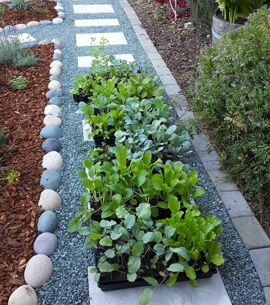 6 large trays full of small green seedlings are sitting outside on a gravel pathway in a garden. They are in the shade, just starting out their hardening off process.