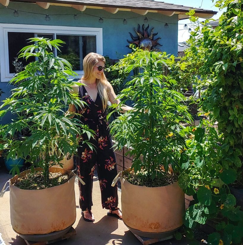 How To Grow Cannabis, Organically Soil, Seeds, Containers & Care