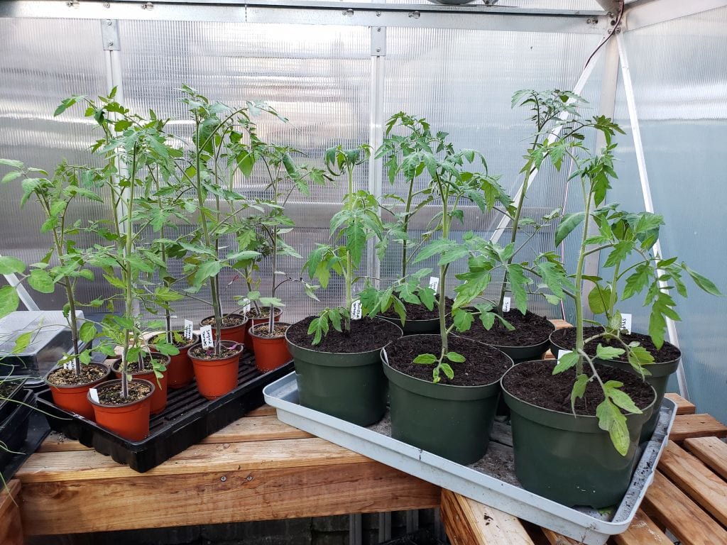 Potting Up Seedlings What, Why, When & How Homestead and Chill