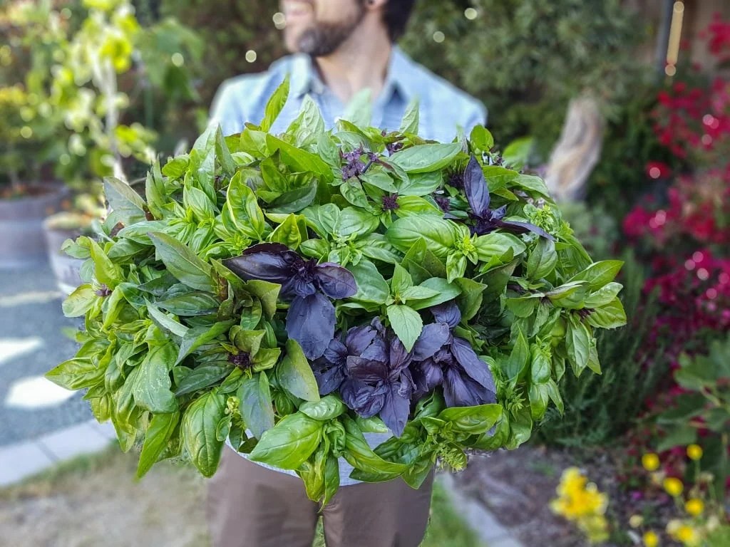 A man and his basil harvest. It is a huge basket overflowing with green and purple basils of many varieties. A garden scene is blurred in the background.