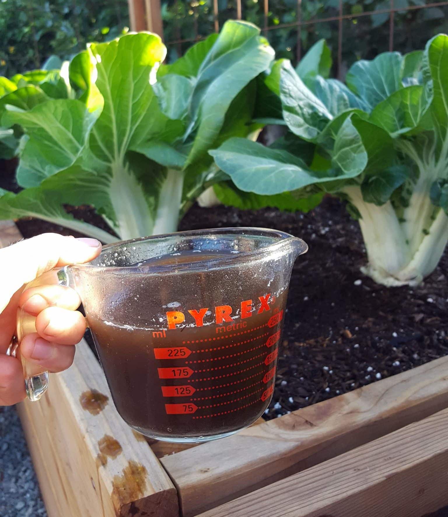 How to Make Actively Aerated Compost Tea to Fertilize Your Garden