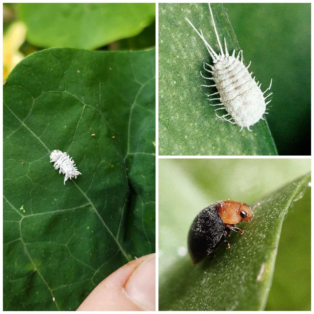 A three way image, the first being a close up of a mealy bug destroyer in the larval stage. It is white with many fuzzy strands coming from the main body, resembling the end of a mop. The second image is an even closer image of the larvae, it more closely resembles a crab or crustacean of sorts. Many legs coming from its side with two long antenna type pieces protruding from its rear. The final image shows a close up of an adult mealybug destroyer on a leaf, its head is orangish brown and its body is black, its shape is similar to that of a lady bug or other similar beetle.