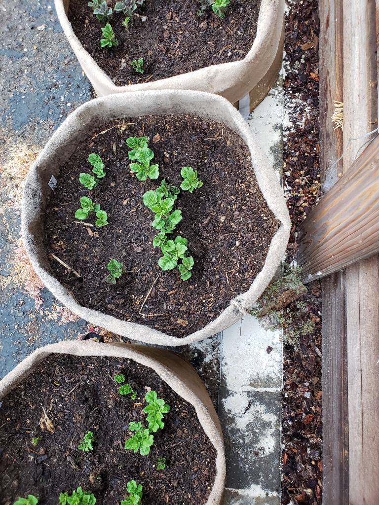 An image taken facing downwards, directly over three fabric grow bags that have potato greens sprouting out of them. There is a white powder that has been sprinkled on one ground along the edge of the grow bags. The white powder is food grade Diatomaceous Earth, used for organic pest control against some small insects.