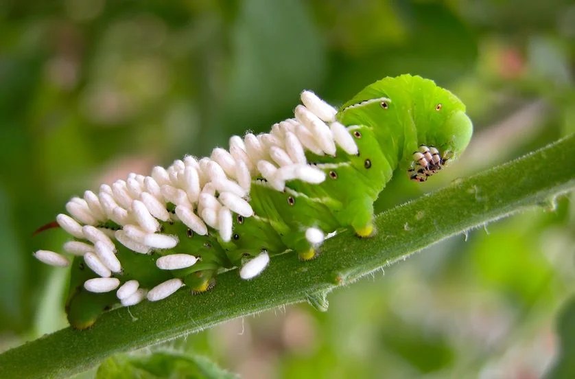 A close up image of a tomato horn worm, it is green with black and white striping pattern with various dot along its side, it is on a tomato branch. There are dozens of white rice looking parasitic wasp cocoons on it. The wasps are killing the hornworm - an example of natural organic pest control.