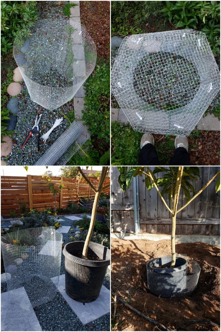 How to Plant a Tree Best Practices for Success Homestead and Chill