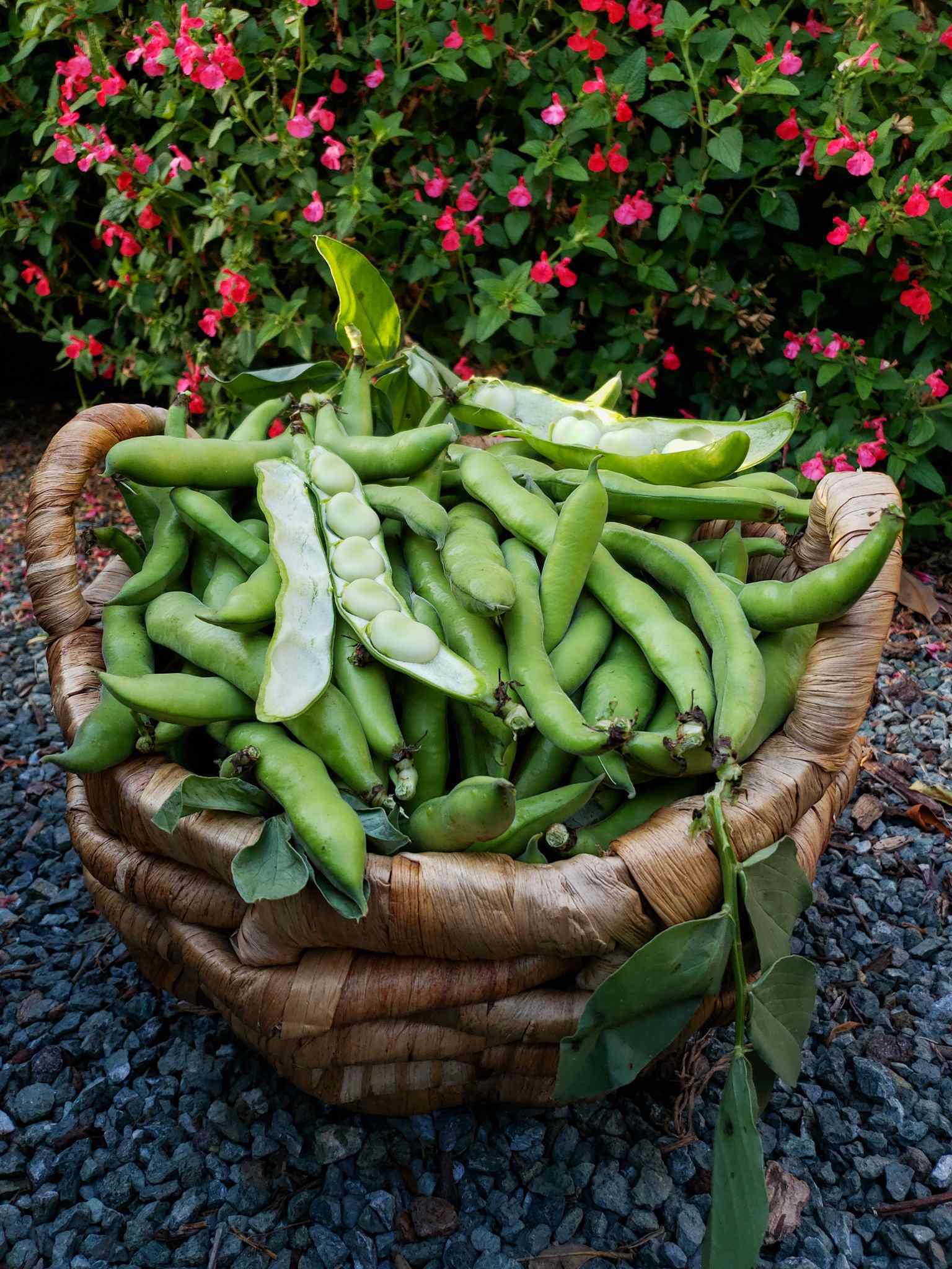 How to Grow & Use Fava Beans (Broad Beans) As Food & Cover Crops