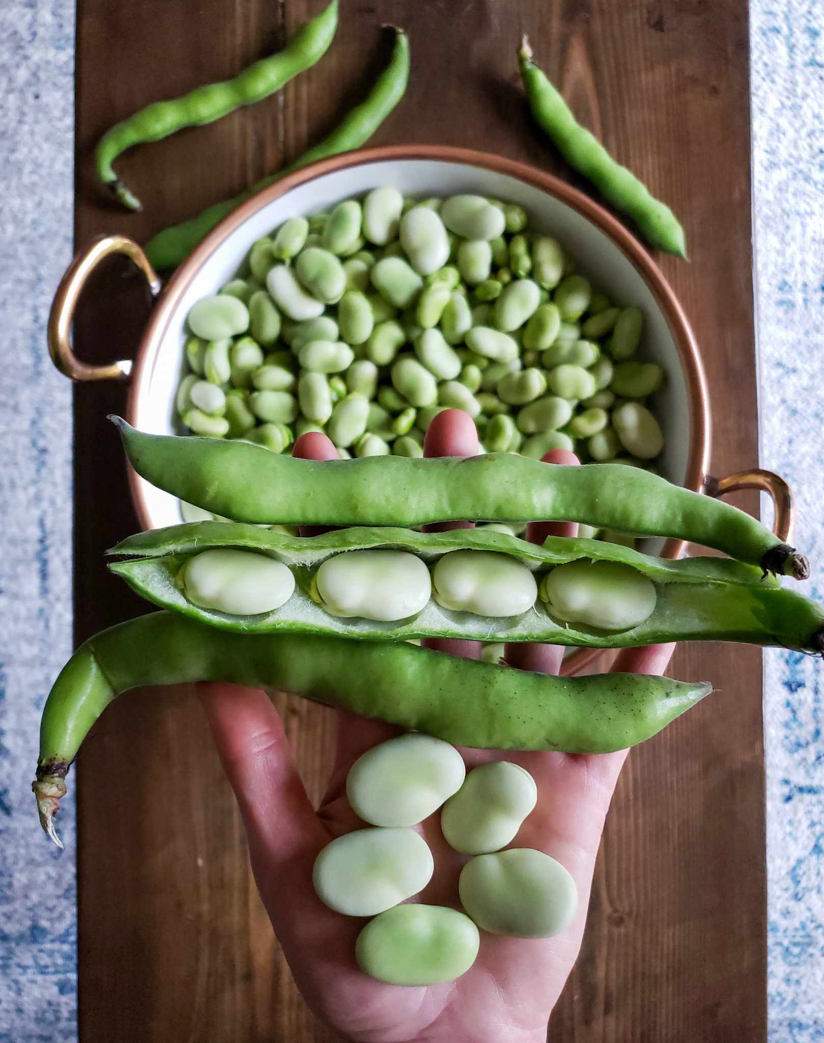 How to Grow & Use Fava Beans (Broad Beans) As Food & Cover Crops