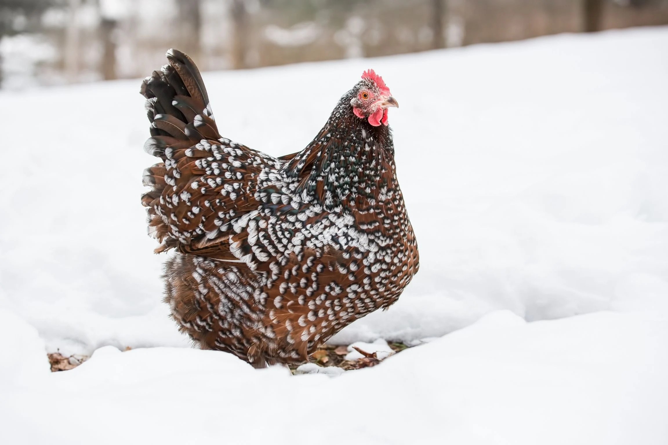 10 Tips On Caring For Chickens In Cold Winter Weather Homestead And Chill