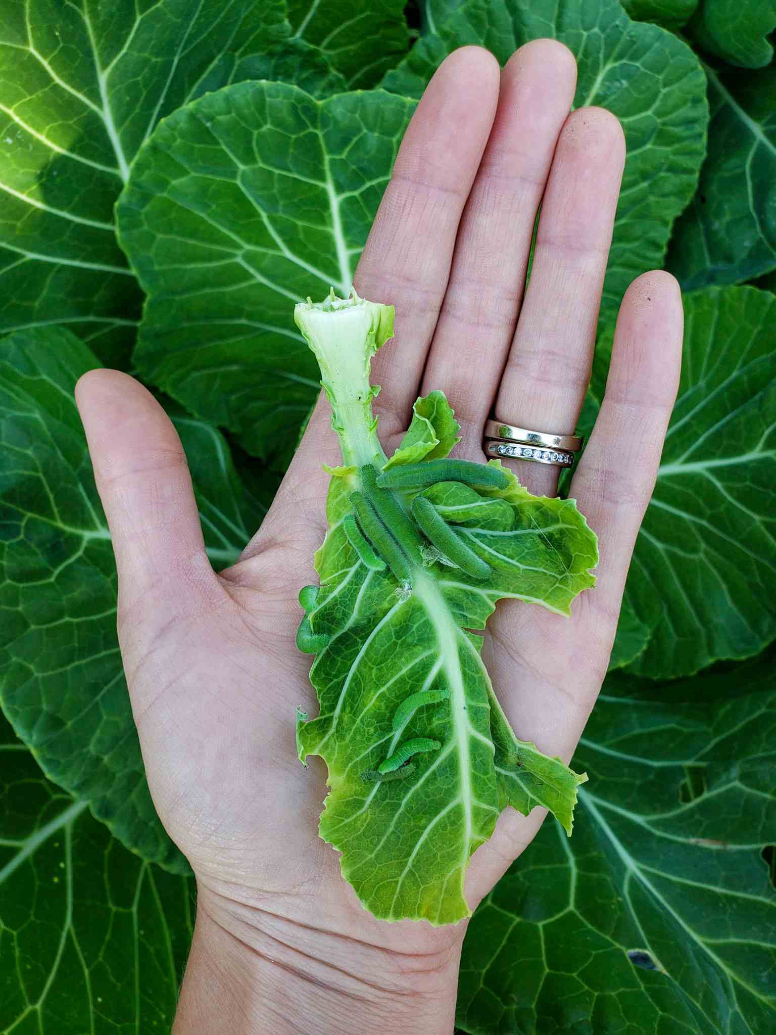 8 Organic Ways to Get Rid of Cabbage Worms & Cabbage Moths Homestead
