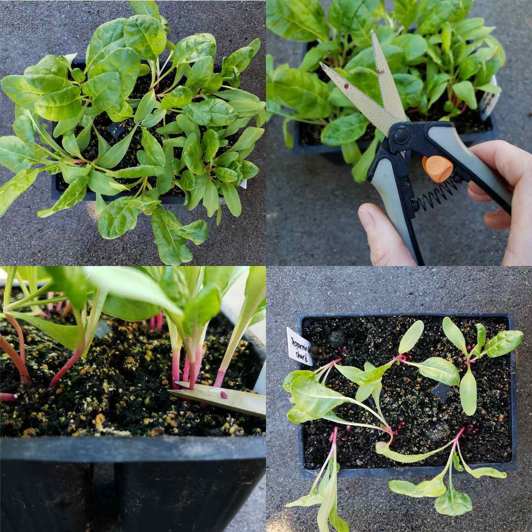 A four way image collage, the first image shows a 6 cell pack of tender seedlings a couple weeks after germination. The second image shows a hand holding a pair of trimming scissors in front of the seedling cell pack which is over crowded with young seedlings. The third image shows a closeup of the scissors cutting specific at the soil line to “thin” the cell packs down to one plant per cell. The fourth image shows the seedling cell pack after thinning with only one plant left per cell.