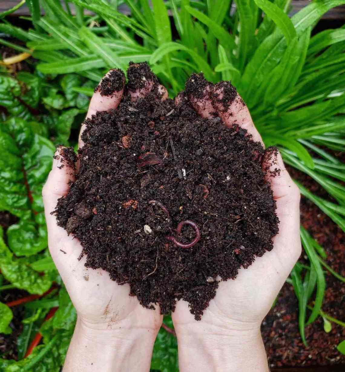 Can Compost Kill Plants Garden Tabs