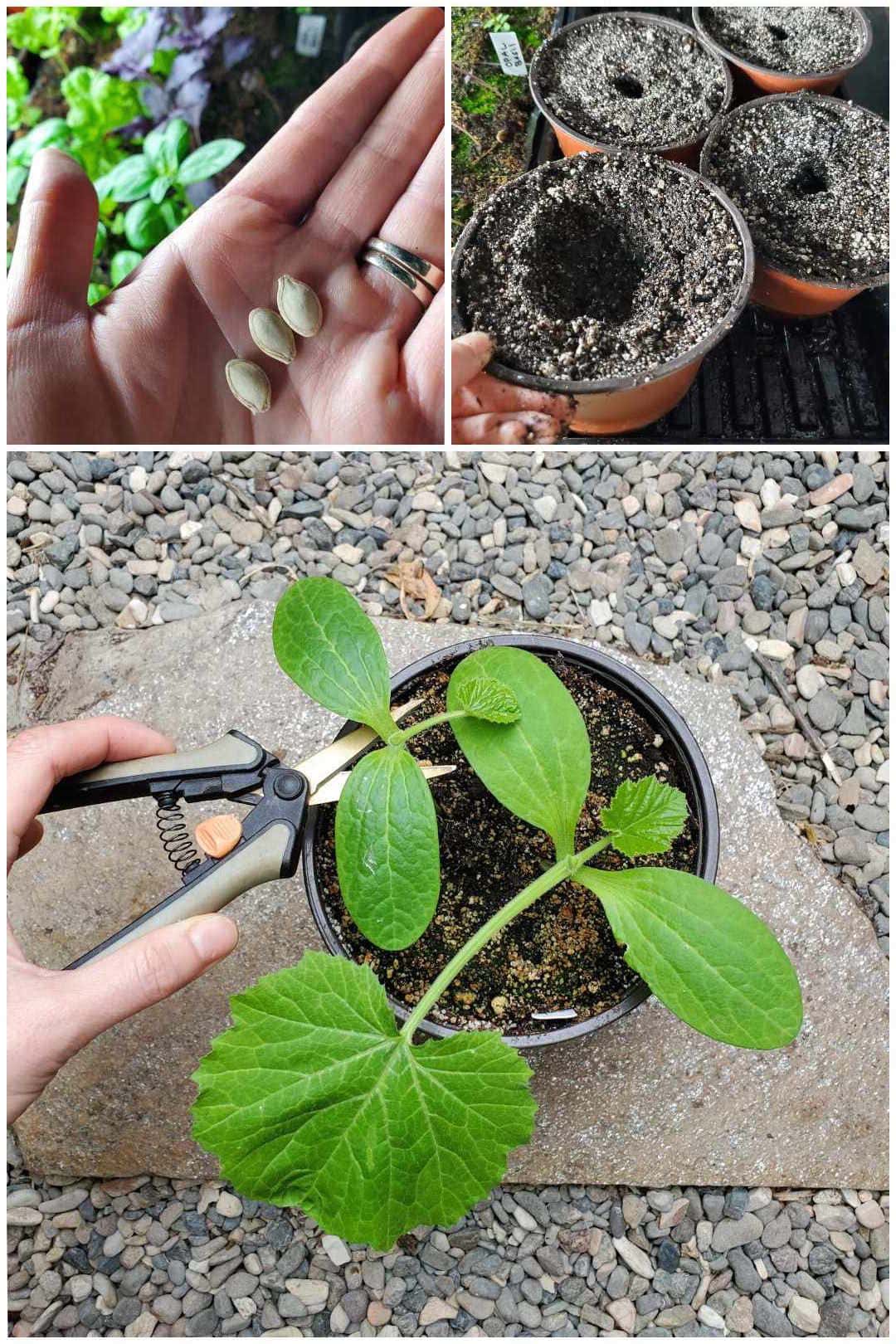 How to Grow Zucchini (Summer Squash) Planting, Pests, Pollination