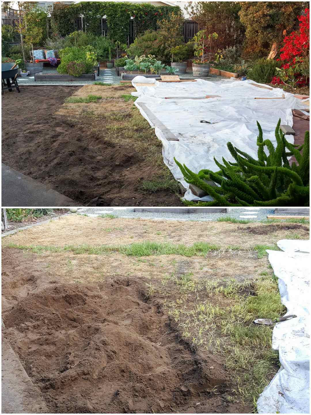 A two way image of the front yard after the solarizing attempt. The first image shows the yard after half of the plastic has been removed, the grass that is left looks to be fairly withered and brown. Part of the grass has already been removed by a shovel. The second image shows the same grass after it was solarized, much of the grass looks yellow, brown or dead but there are some green patches here and there.