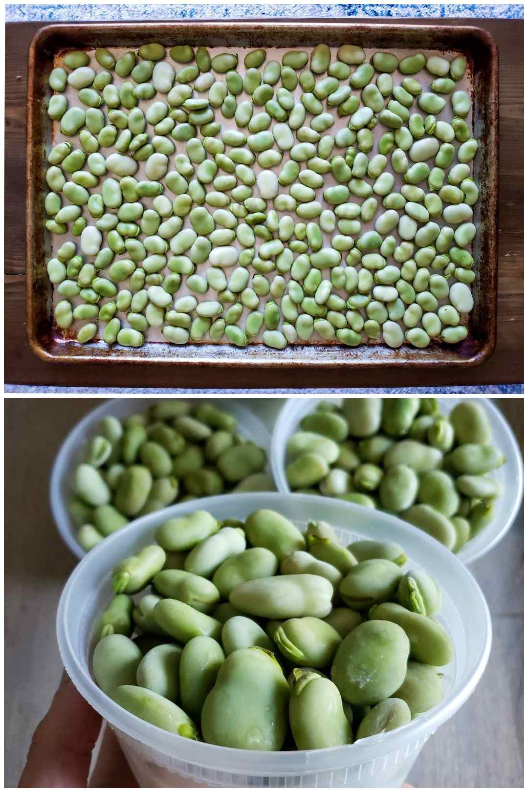 How to Grow Bushels of Beans from Seed (Bush Beans & Pole Beans