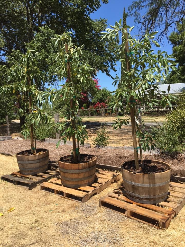 Three young avocado trees that are about 6 feet tall are shown. They have been planted in wine barrels and are each sitting on a pallet.
