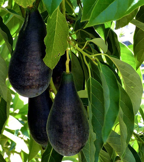 The understory of a Wilma avocado tree is shown. There are a handful of large black tapered fruit with smooth skin hanging from the tree.