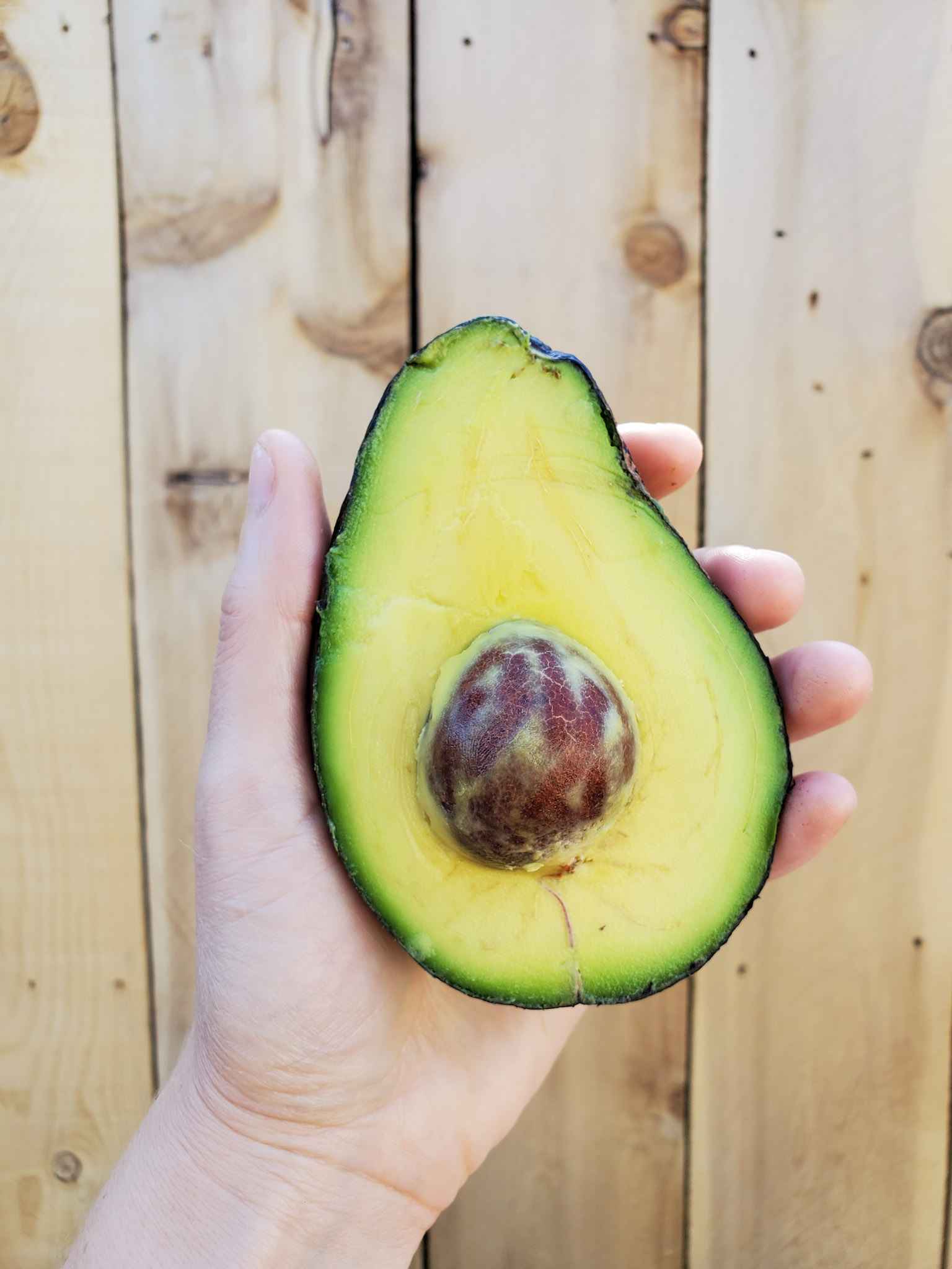 How to Grow Avocados Tree Varieties, Climate, Planting & Care