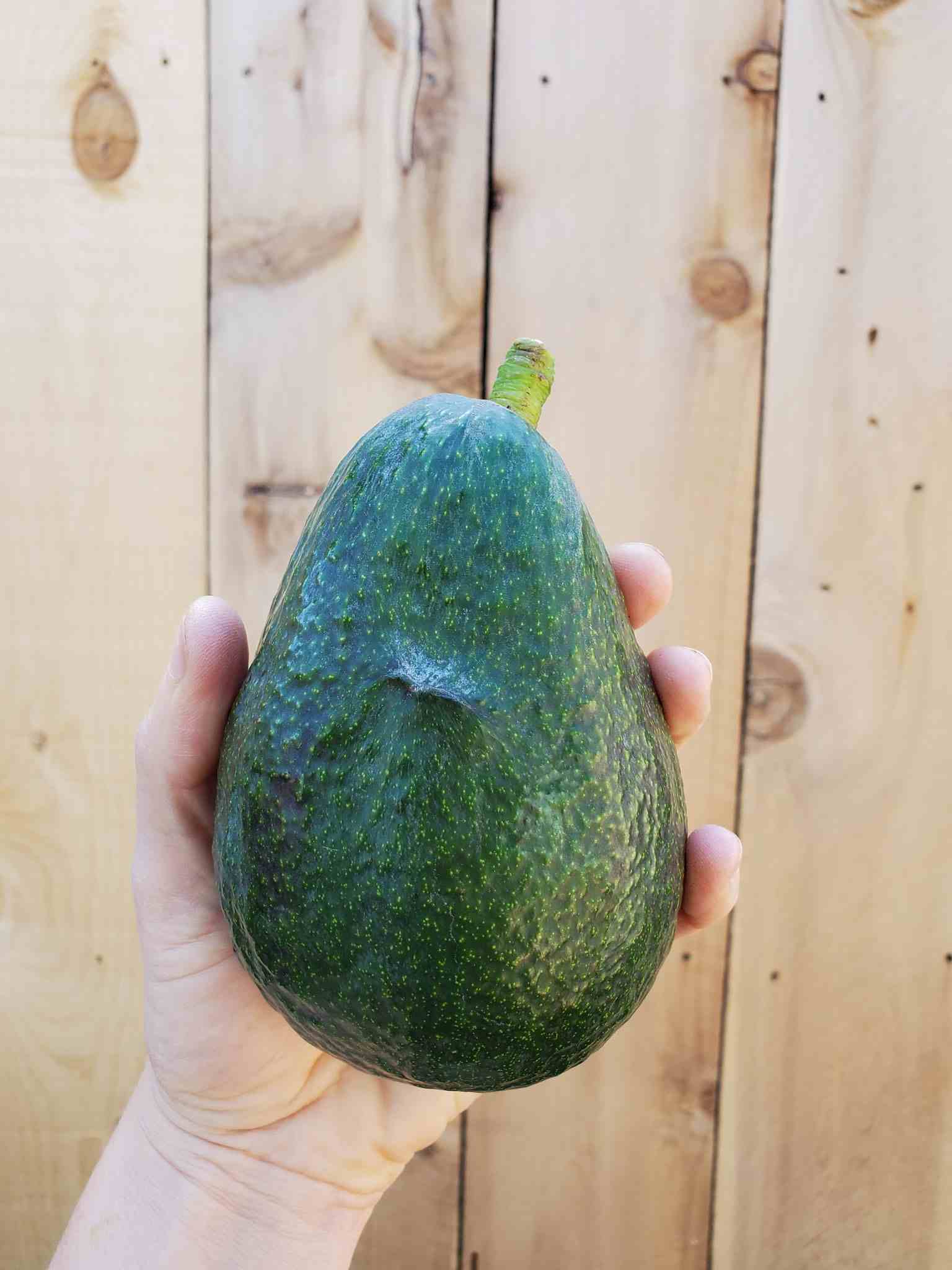 Avocado Underground: The Private Harvest! - gznxb86