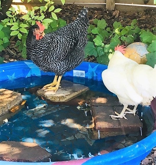 10 Ways to Keep Chickens Cool During Hot Summer Weather or Heat Waves