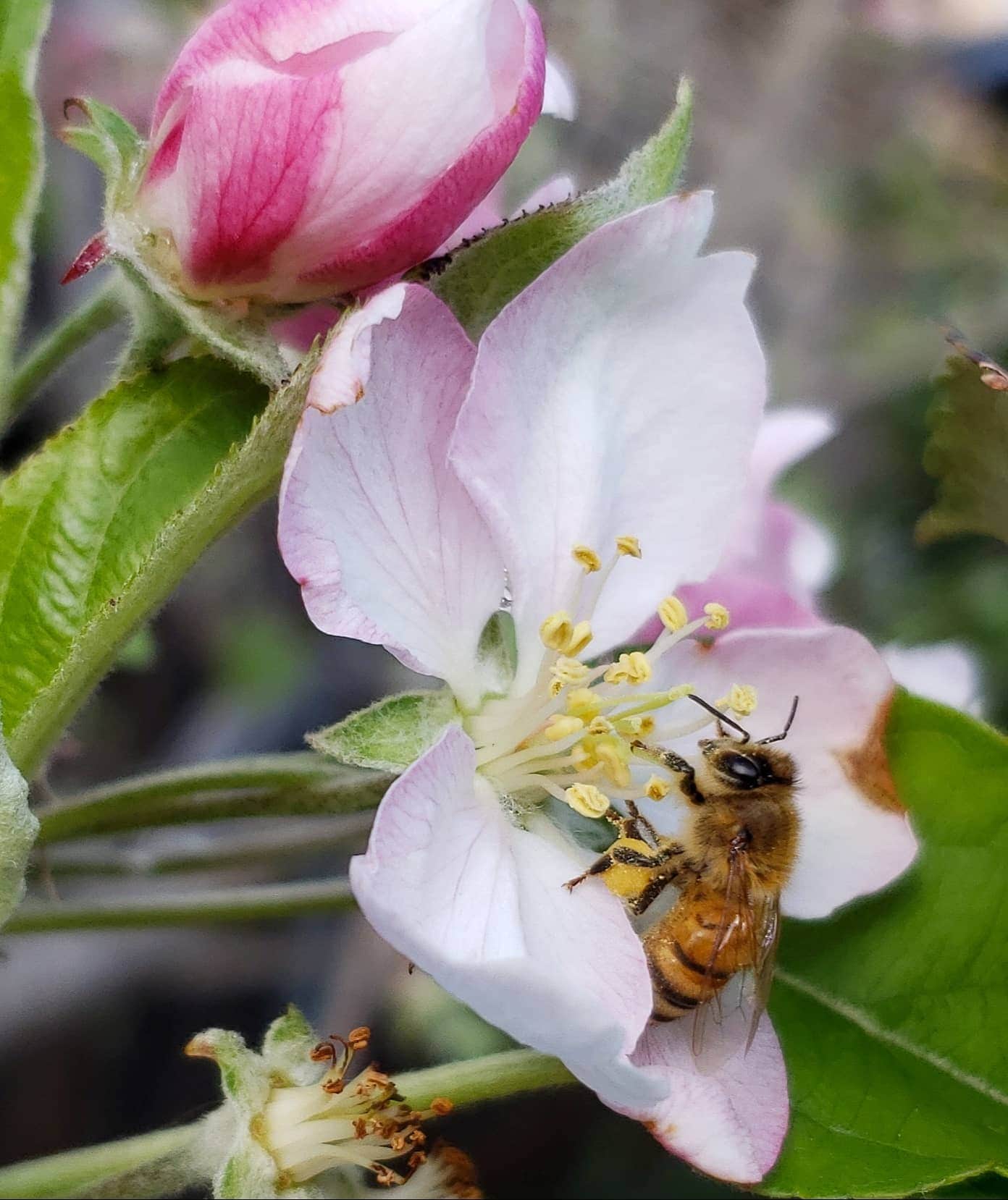 A close up image of a blooming apple flower that is white with shades of pink. Its stigma and stamen from the inside of the flower are open to the world outside and a honeybee is sitting on the flower collecting pollen. Its hind legs have a ball of pollen attached to it which it has collected. Flowers of many types can help save pollinators.