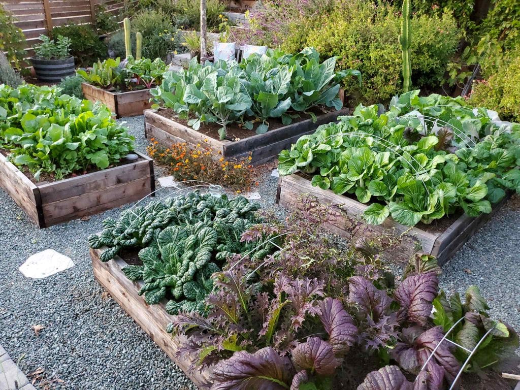 13 Fast Growing Vegetable Crops for the Fall Garden Homestead and Chill
