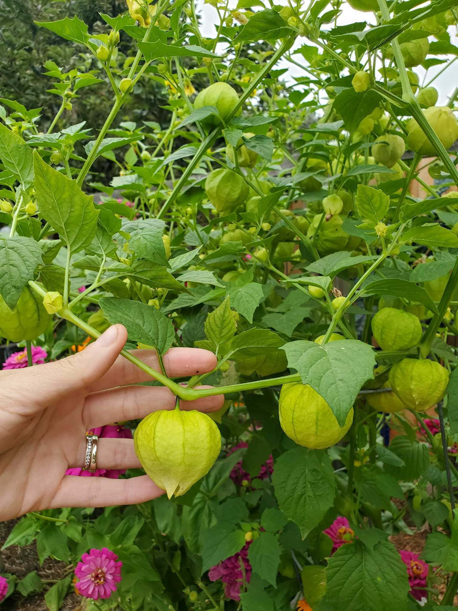 A hand is holding a tomatillo plant branch with large, ripe tomatillos attached to it. There are purple and pink zinnia flowers visible through the plants foliage.