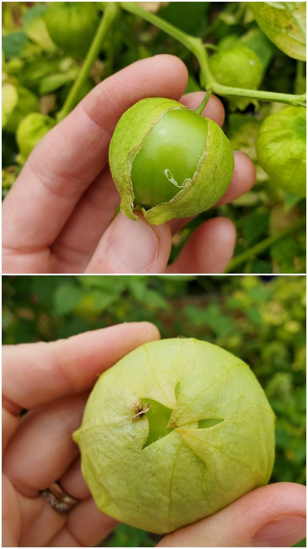 A two part image collage, the first image shows a hand holding a tomatillo still attached to the plant. The papery lantern has split open on the side, revealing a light green tomatillo that has filled out its lantern. The second image shows a hand holding a tomatillo showing the bottom of the freshly harvested fruit, it is still covered in its papery lantern which is yellow green in color. There is an opening on the bottom of the paper covering which reveals a light green tomatillo hidden within.