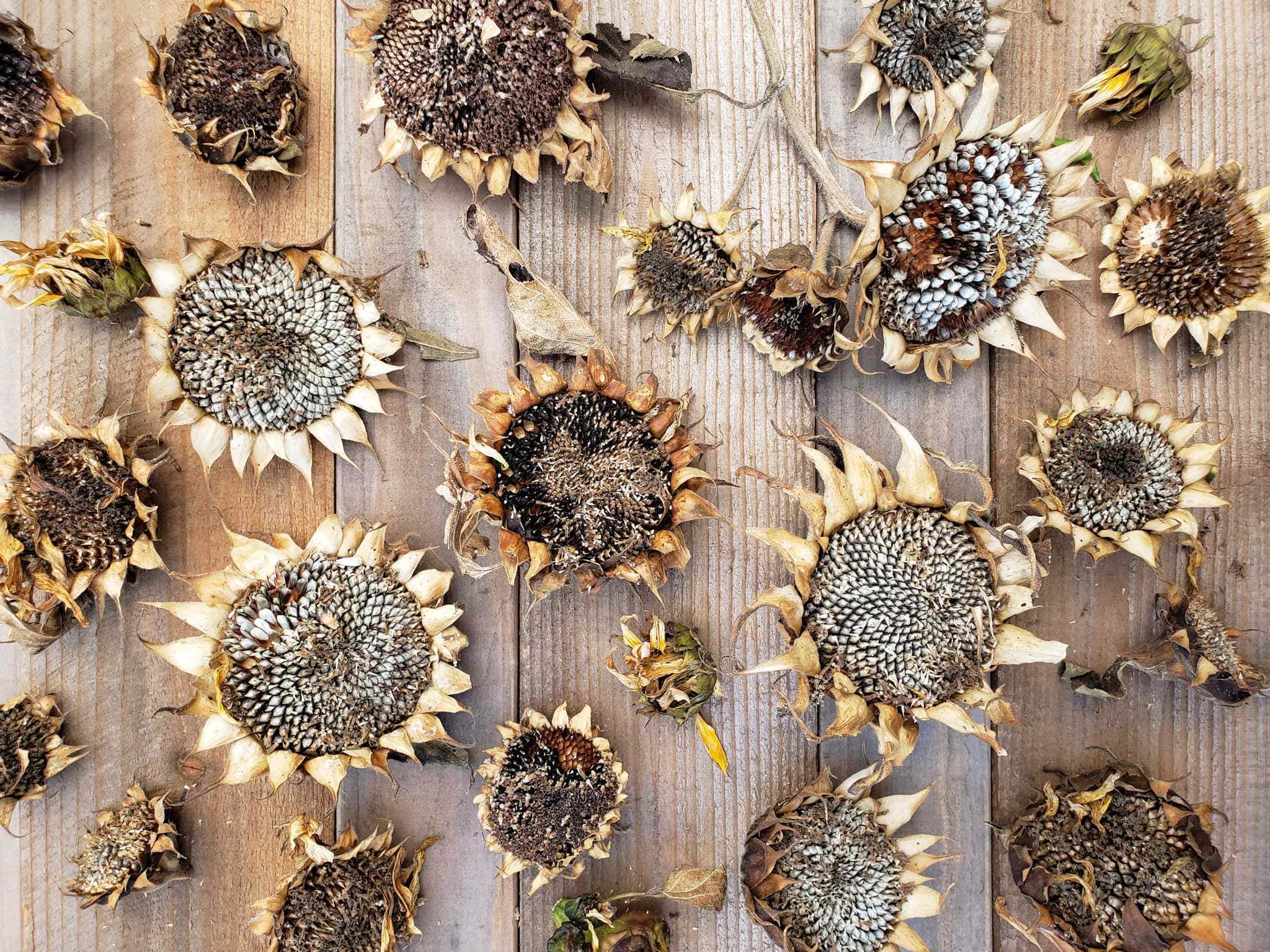 SeedSaving 101 How to Save Seeds from Annual Flowers Homestead and