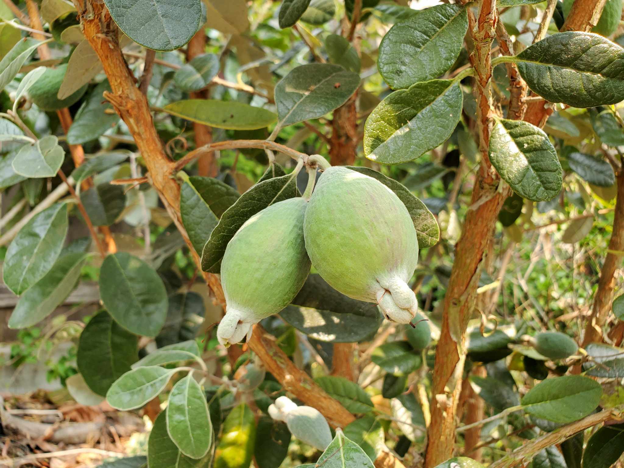 How to Grow Pineapple Guava (Feijoa) ColdHardy Tropical Fruit