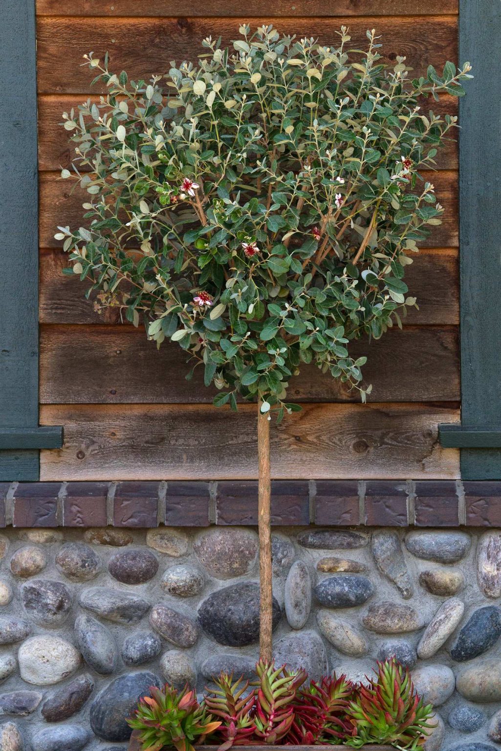 How to Grow Pineapple Guava (Feijoa) ColdHardy Tropical Fruit