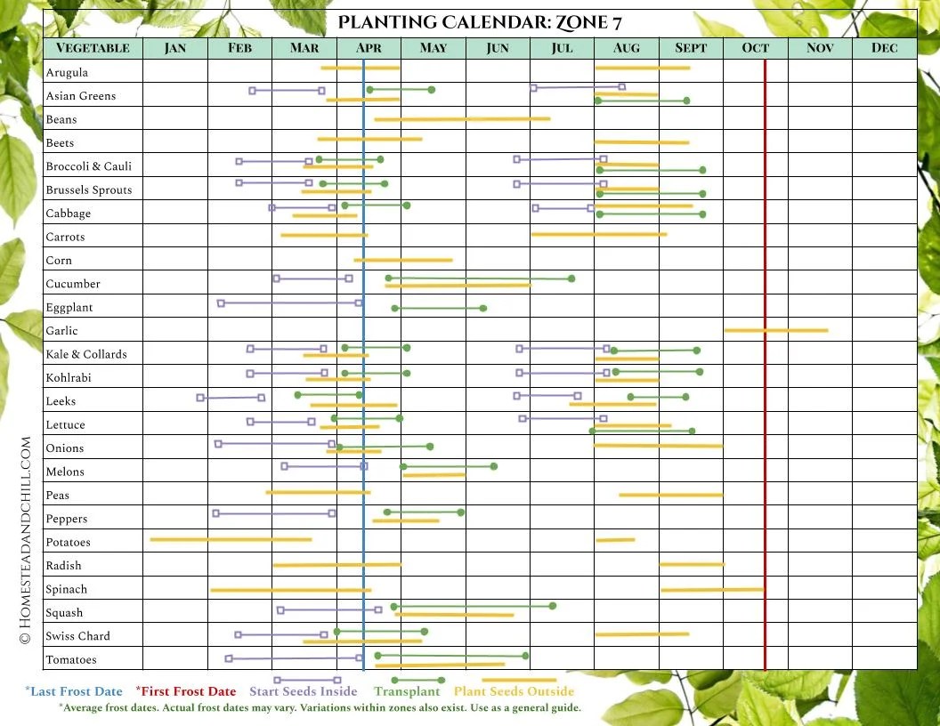 A planting calendar for Zone 7, it has many different vegetables lined up on the left side of the chart and all of the months of the year listed on the top of the chart. Each vegetable has different colored lines that correspond with when to start seeds inside, transplant outdoors, and plant seeds outside, along with corresponding last frost date and first frost date where applicable. The lines start left to right, showing what months you should do each particular task depending on the season and where you live.