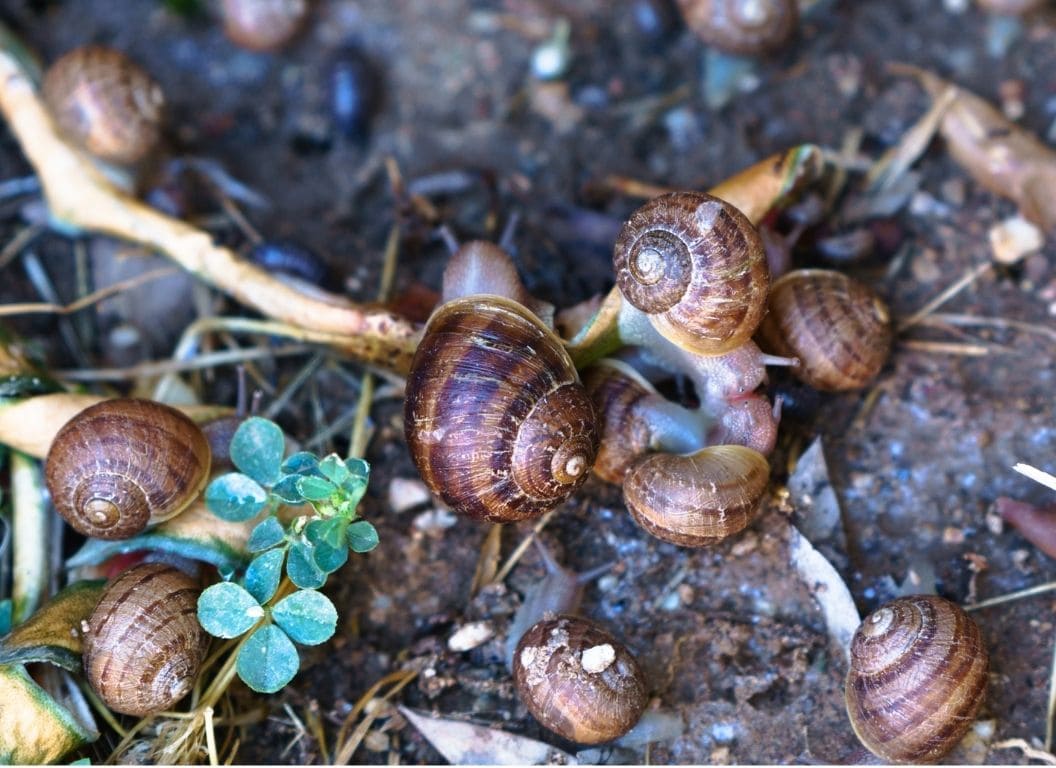 An overhead image of at least ten snails crawling around on the ground, there is nothing that they are going after in particular, there brown shells dotting the ground.