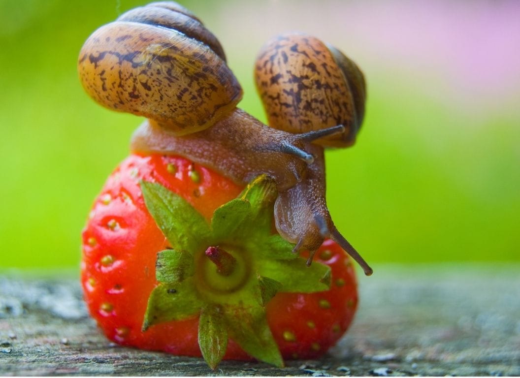 Two snails are on top of a bright red strawberry.